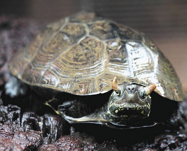 体感型動物園 ｉｚｏｏ でクサガメ展示 中日新聞しずおかweb