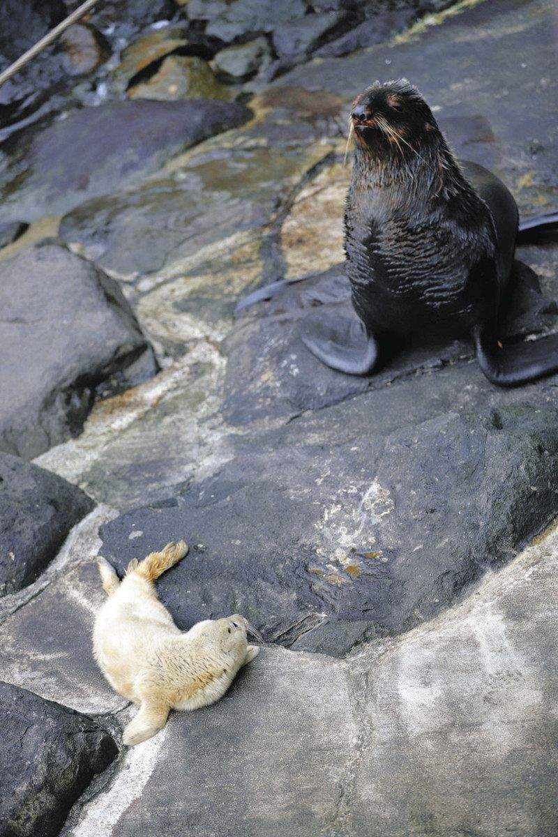 動物福祉を求めて 県内施設の挑戦＞（5）伊豆・三津シーパラダイスの