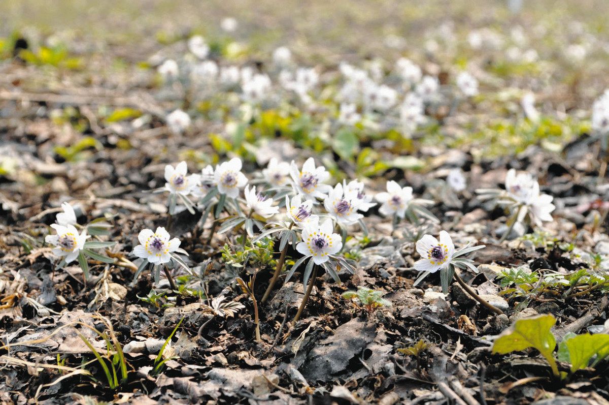 かれんに咲くセツブンソウ。年々数を増やしている＝塩尻市宗賀日出塩の桜の丘公園で