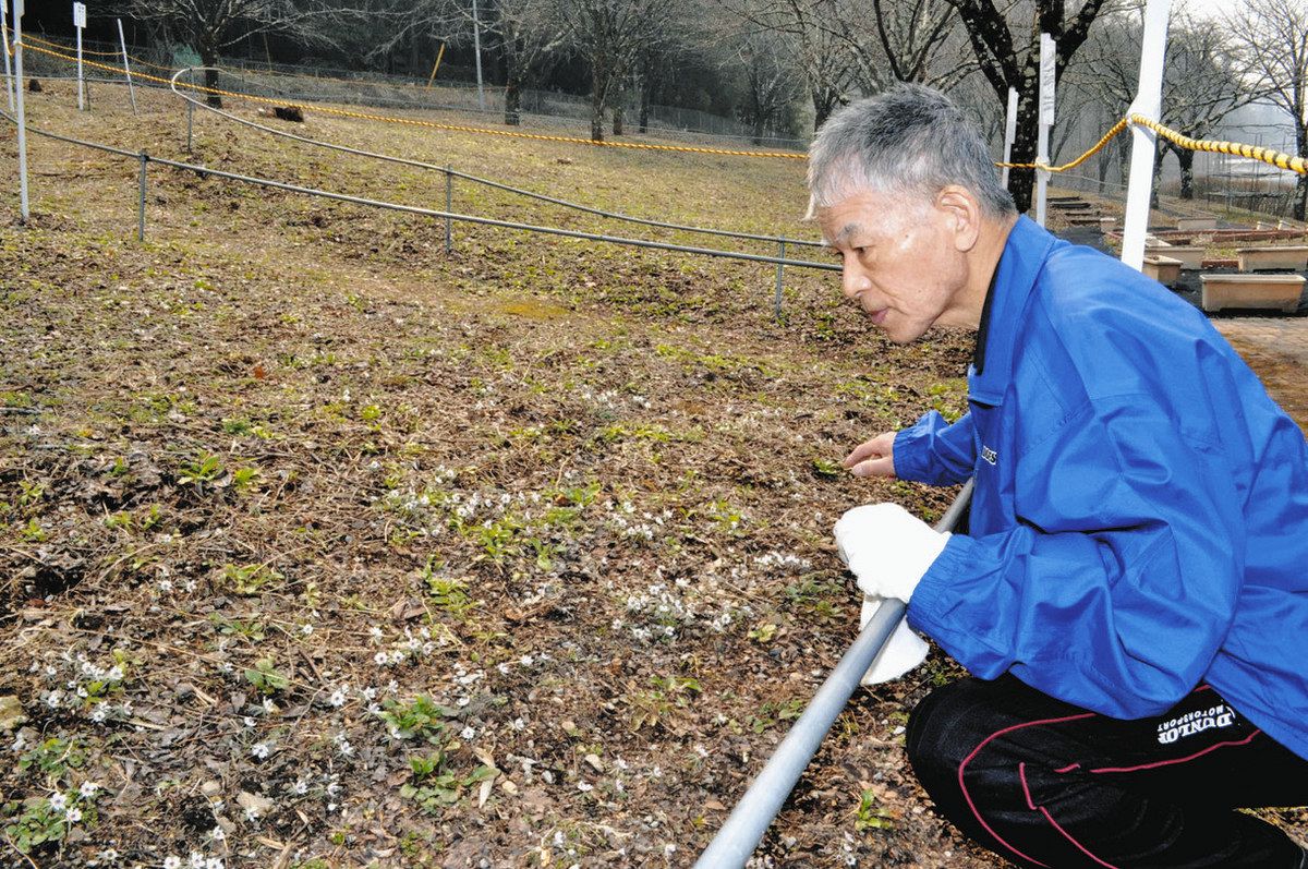 セツブンソウを愛おしそうに見つめる丸山代表＝塩尻市宗賀日出塩の桜の丘公園で