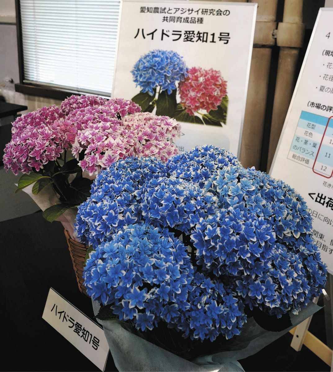 青やピンクに白い縁がかわいい アジサイ新品種を愛知県が生産者らと初