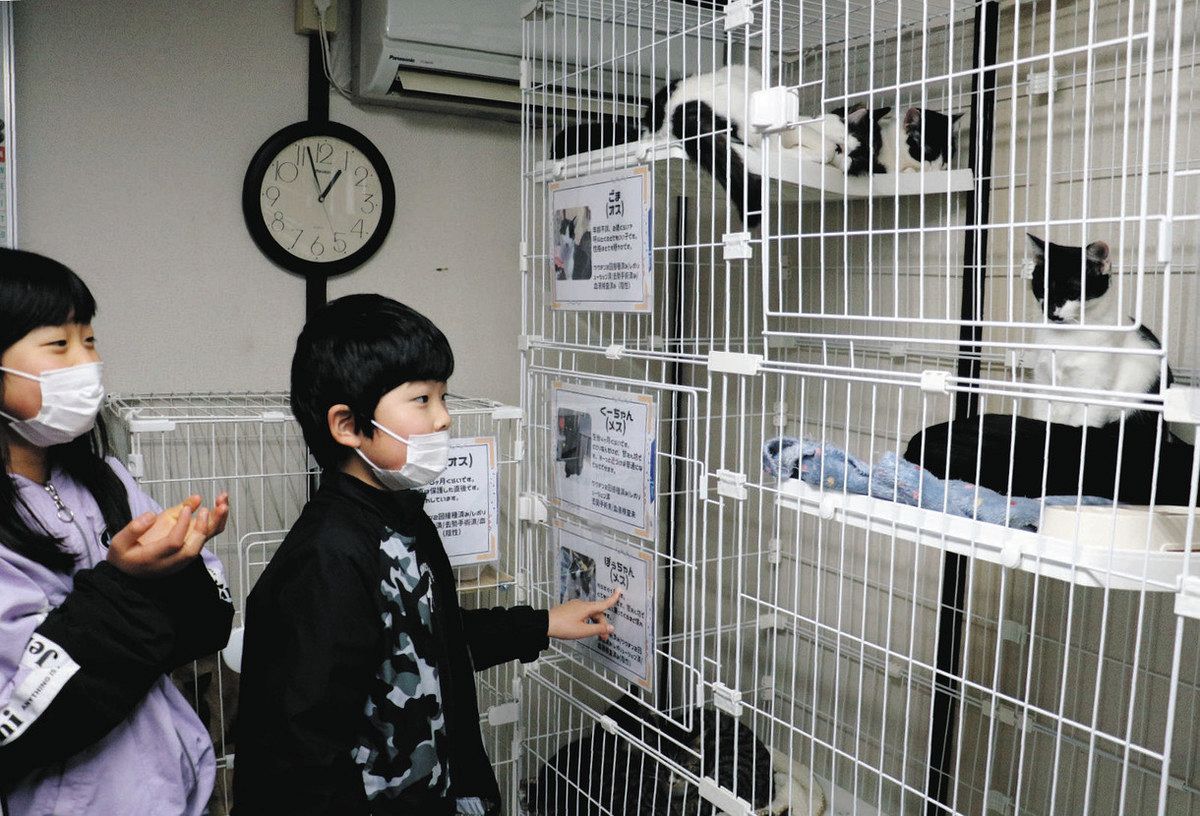 保護猫を見る参加者＝飯田市鼎名古熊の綿半ホームエイドアップルロード店で