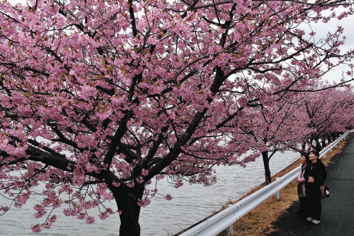 掛川の河津桜 田ケ池公園で色づき駆け足 ：中日新聞しずおかWeb
