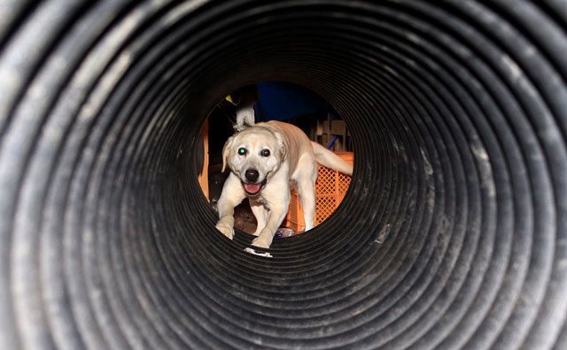 警察犬 ３ 助ける 熊本に出動 不明者捜索 中日新聞しずおかweb