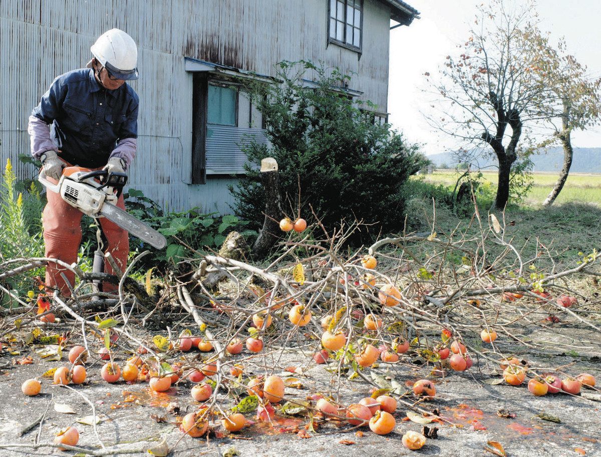 放置柿の木 緊急伐採 クマ対策で魚津市：北陸中日新聞Web