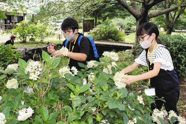 すっきりアジサイ剪定 湖西で 今川こどもクラブ 自然体験 中日新聞しずおかweb