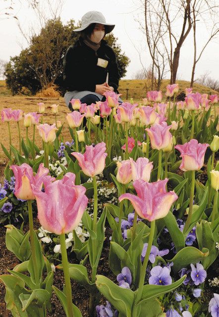 元気運ぶ 春色の花 松阪でアイスチューリップ見頃 中日新聞web