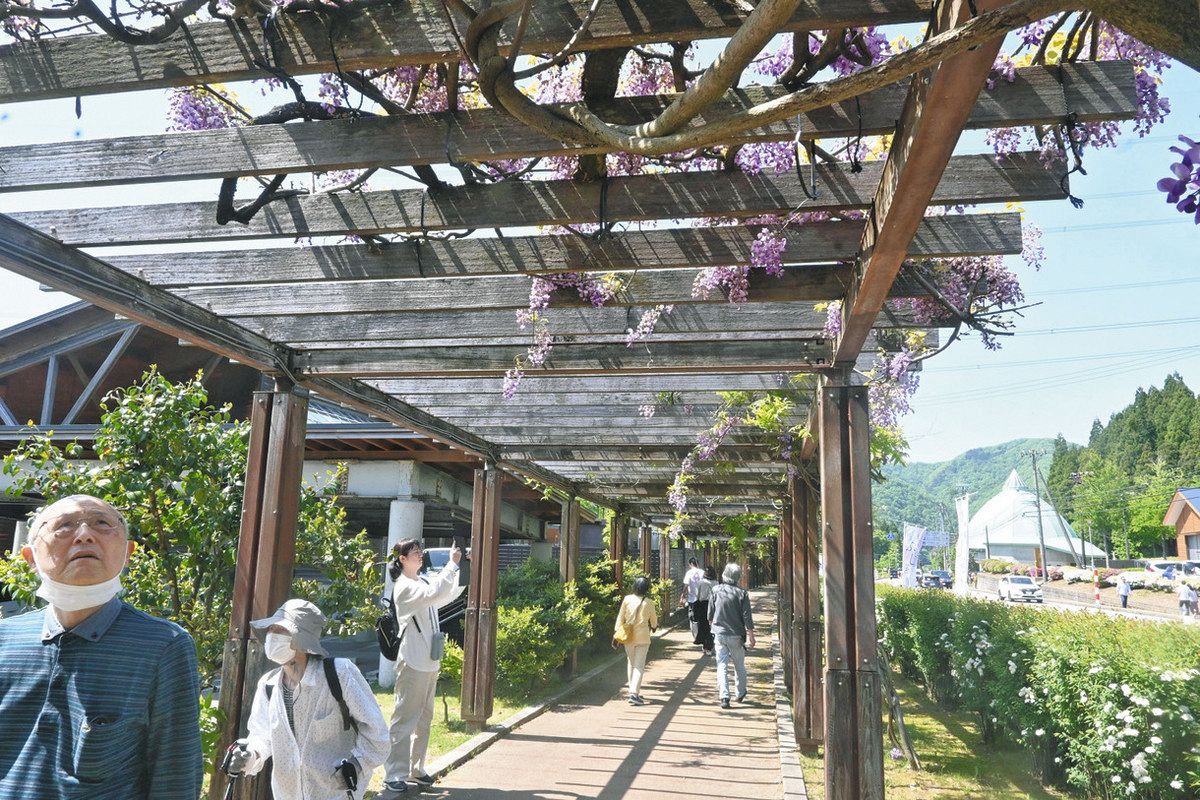 藤の花を眺めながら歩く来場者たち＝白山市河内町で 