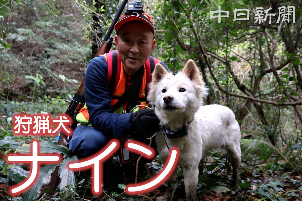 動画】遅咲きだけど、一番人懐っこい「ナイン」 三重県の山で狩猟の
