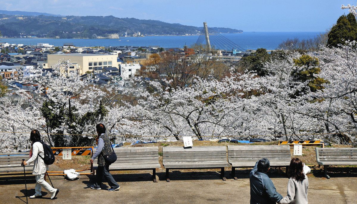 富山・希望の桜 開花めぐり】青い海と癒やしのデュオ 氷見・朝日山公園