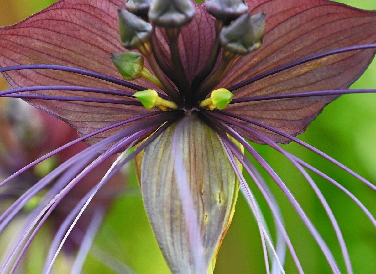 タッカ シャントリエリ苗 Tacca chantrieri(Black Bat)⑦ タッカ