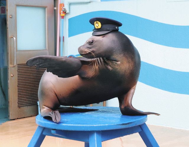 オウオウアシカ アシカの「ラブ」一日蒲郡署長に 竹島水族館：中日新聞Web