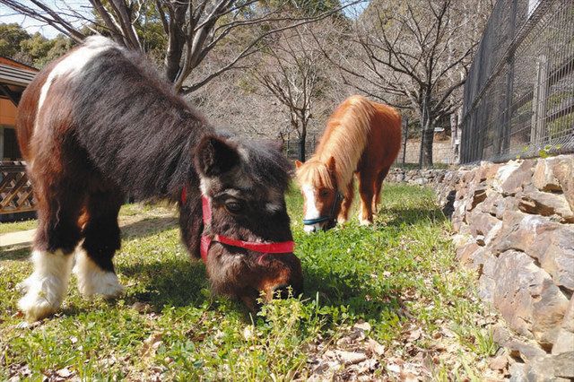 人気者ポニーしのぶ感謝のメッセージ 豊川 赤塚山公園の リック 中日新聞web