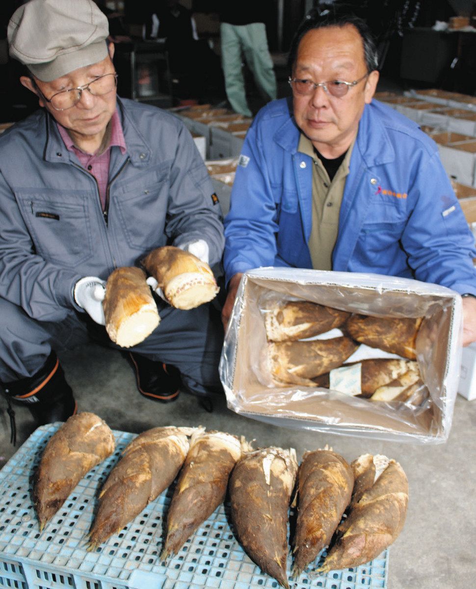 掘りたてタケノコ 甘み抜群 氷見2地区で出荷開始：北陸中日新聞Web