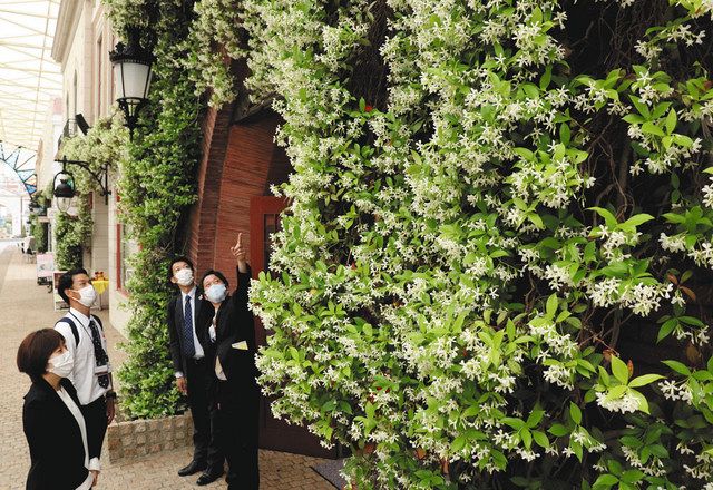 甘い香り スタージャスミンが見頃 志摩スペイン村 中日新聞web