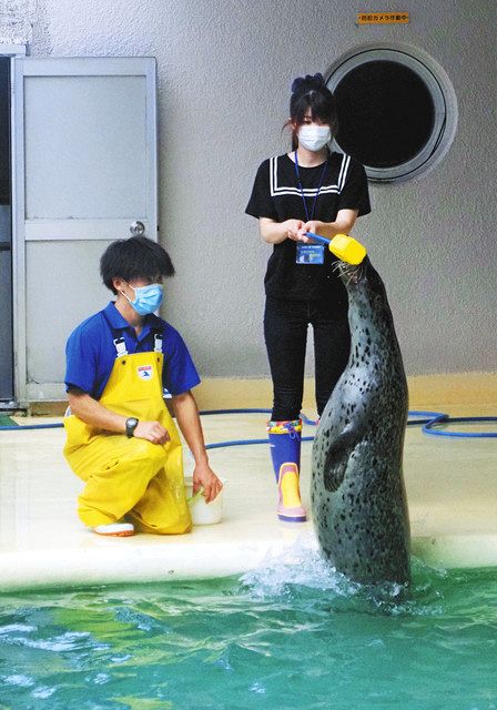 アザラシジャンプ トレーナーを体験 魚津水族館：北陸中日新聞Web