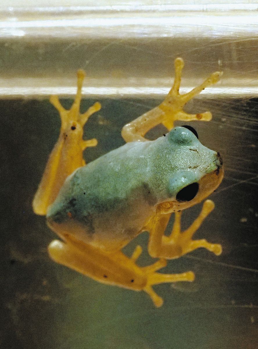 幸せ呼ぶ”といわれる青いアマガエル展示 滋賀県・JR長浜駅前の小さな