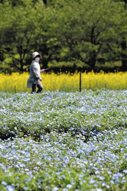 薄青色のネモフィラじゅうたん 美濃加茂 ぎふ清流里山公園で見ごろ 中日新聞web