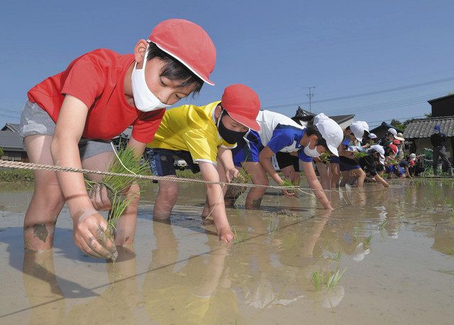 田植え体験 綾部ひまわり共同保育園