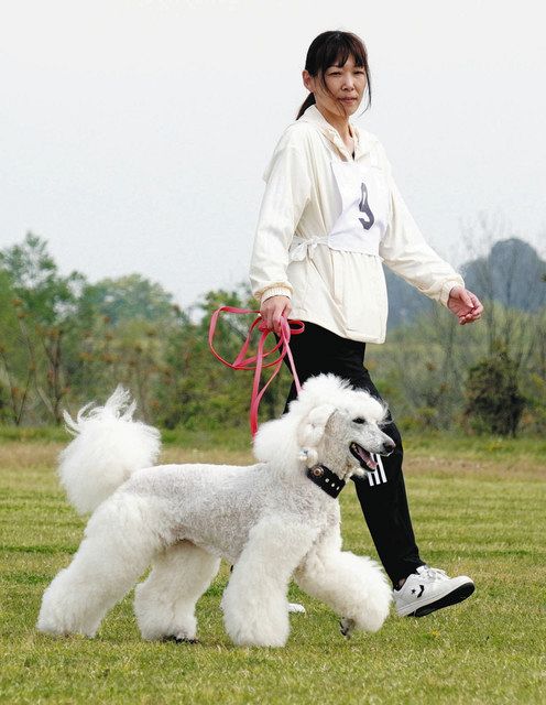 プードルも警察犬 出動待つ 昨年度から犬種制限撤廃：北陸中日