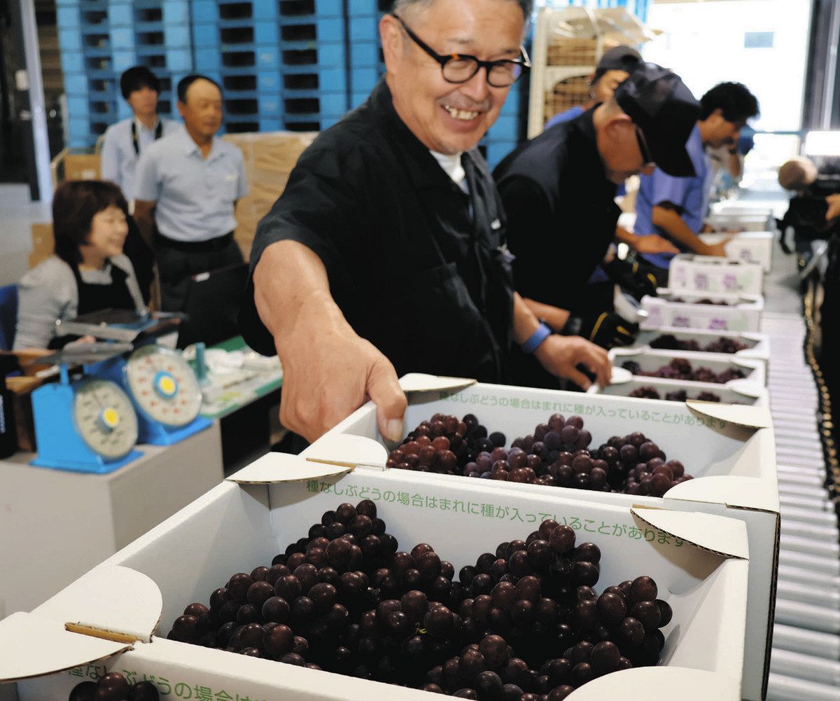 【フォロワー700人記念　】宮崎　完熟　4L ４玉入り　混合セット　6玉2.4k フォロワー700人記念 】宮崎 完熟 4L 4玉入り 混合セット 6玉2.4k