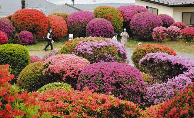 彩り重ねてツツジ満開 岡谷 鶴峯公園 中日新聞web