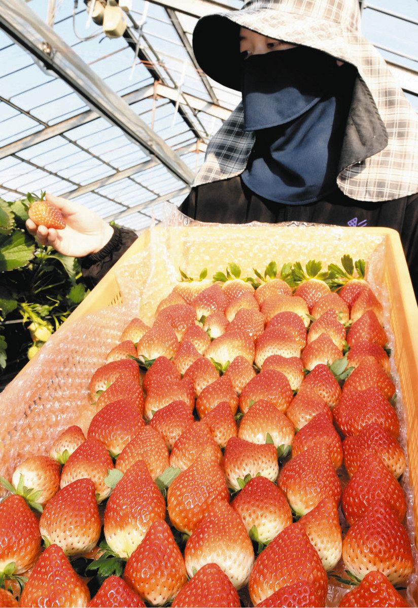 クリスマスを前に収穫が進むイチゴ＝本巣市見延で
