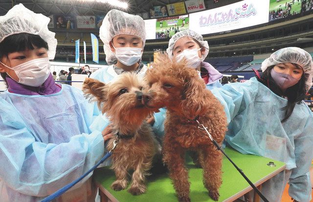 餌やしつけ、ペットを知ろう 名古屋でわんにゃんドーム開幕：中日新聞Web