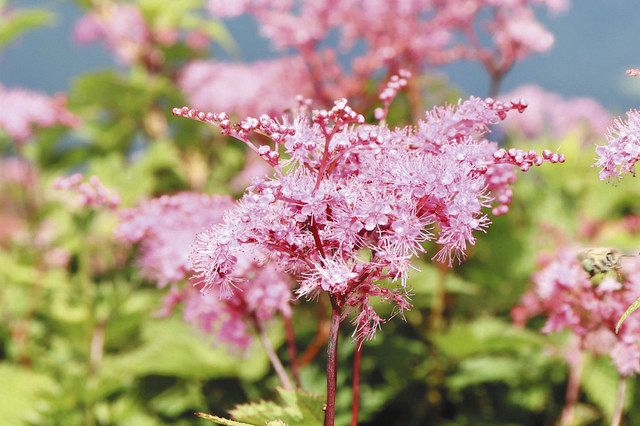 登山客癒やすかれんなピンク シモツケソウ 伊吹山で見頃 中日新聞web