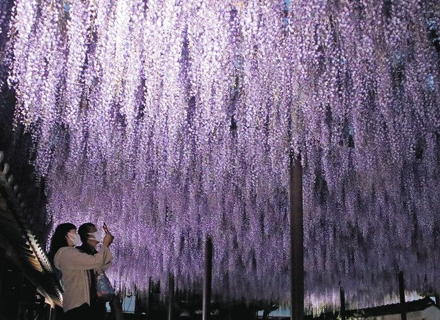 渥美半島点描 田原 潮音寺の藤棚ライトアップ 中日新聞web