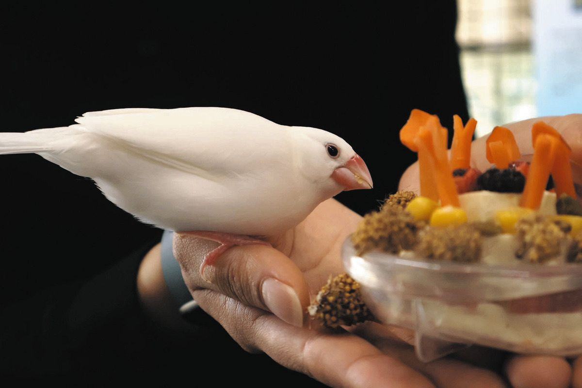 弥富市歴史民俗資料館「館鳥」のぶんちゃん、7歳のお誕生日イベント