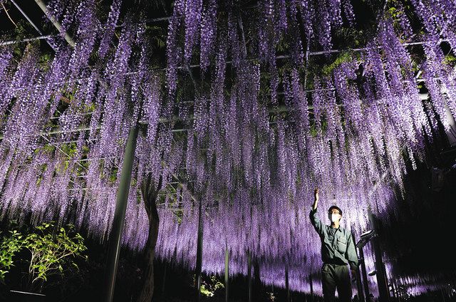 フジ棚 夜の色 はままつフラワーパーク 中日新聞しずおかweb