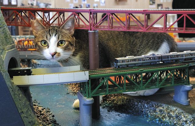 動画・写真で見る】猫 × 鉄道ジオラマ、異色のコラボが人気に 伊勢忍者
