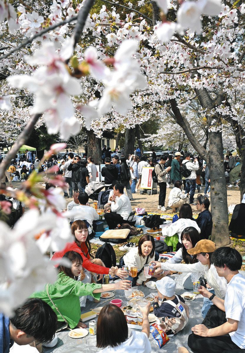 鶴舞 公園 花見