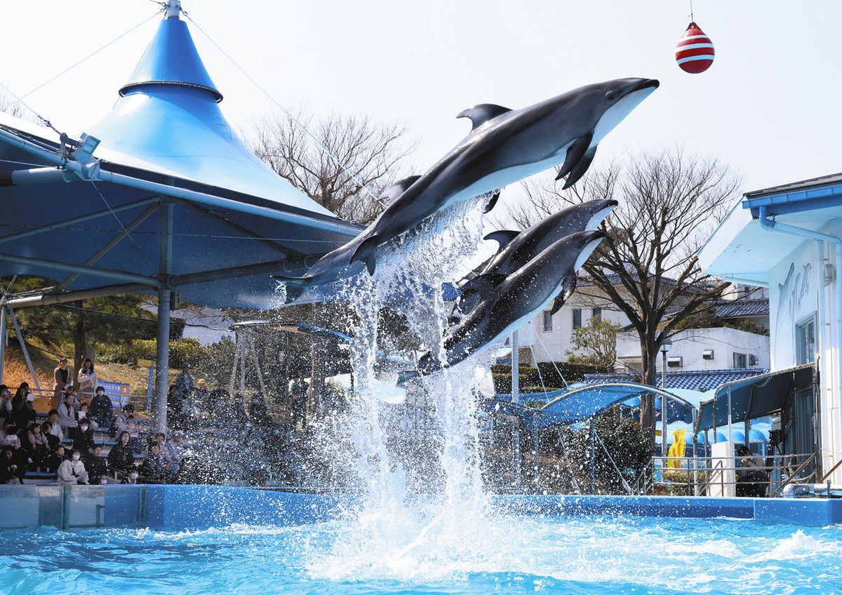 石川】のとじま全面再開 水族館イルカショー復活：北陸中日新聞Web