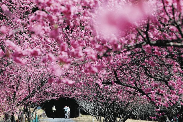 春のトンネル桃源郷 天竜でハナモモ並木満開：中日新聞しずおかWeb