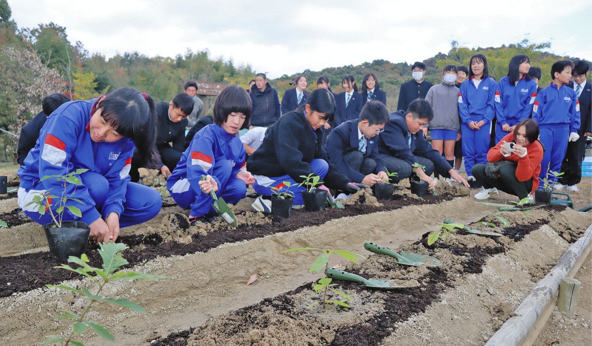 小中学生らがミズナラの苗植樹「大きく育って」 幸多の杜里山ひろばで