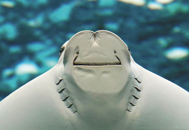 すいスイっと 2 名港水族館 ウシバナトビエイ 誇らしげな年男 年女 中日新聞web