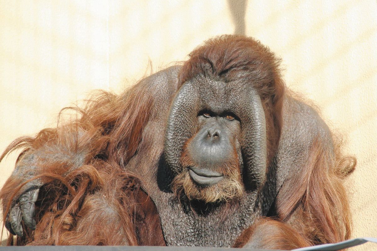 人気者「ジュリー」天国へ 日本平動物園のオランウータン：中日新聞