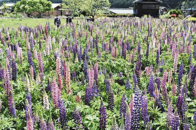 飯南の風物詩 ルピナス美しく 故吉川さんの畑で開花 中日新聞web