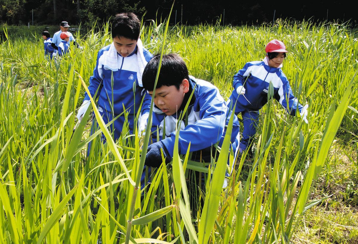 花菖蒲園で草刈り手伝い 米原・柏原小の5年生15人：中日新聞Web