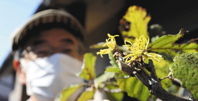 季節外れ早春の花 マンサク 咲いた 名古屋の個人宅で 中日新聞web