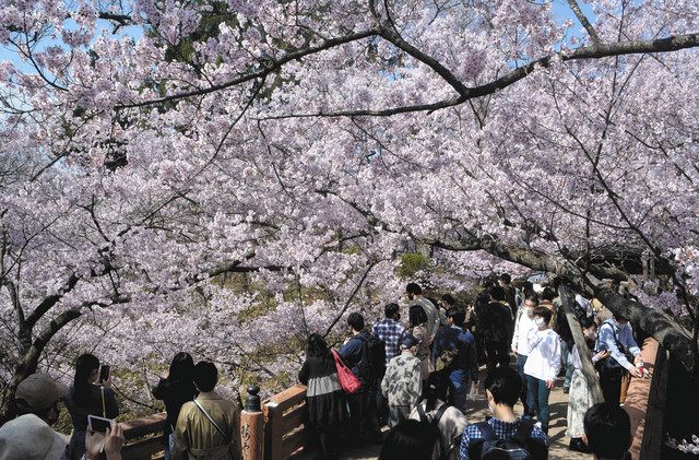 伊那 高遠城址公園の有料花見客数最少 コロナ禍で団体客落ち込む 中日新聞web 伊那 高遠城址公園の有料花見客数最少 コロナ禍で団体客落ち込む 中日新聞web