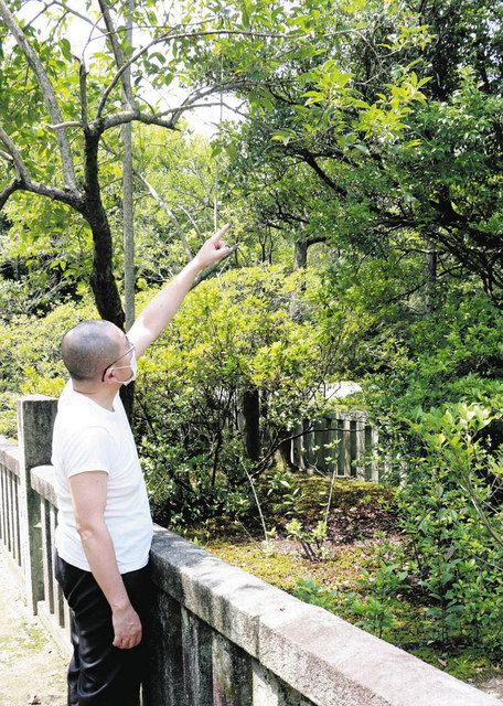 あいちの民話を訪ねて＞ （85）ヒノキの芽（名古屋市東区）：中日新聞Web