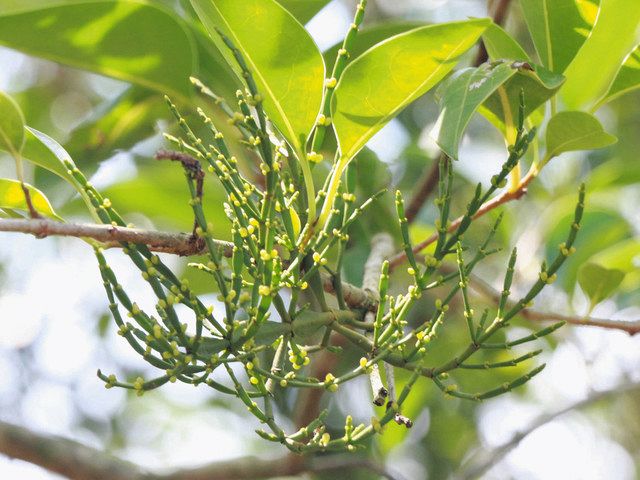 あいちの民話を訪ねて＞ （85）ヒノキの芽（名古屋市東区）：中日新聞Web