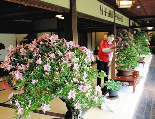 樹齢１５０年の古木も 長浜でサツキ盆栽展 中日新聞web