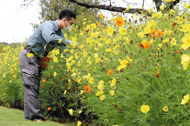 秋届け キバナコスモスが見頃 はままつフラワーパーク 中日新聞しずおかweb