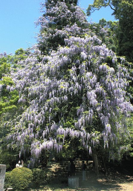 淡紫色の花 滝のよう 氷見 礒部神社でヤマフジ見頃 北陸中日新聞web
