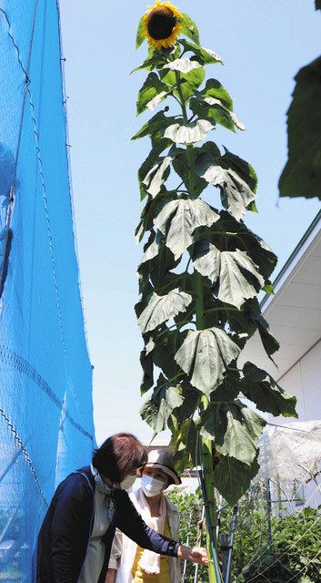 ⭐️ひまわりです ひまわりです♪ - LINE スタンプ | LINE STORE