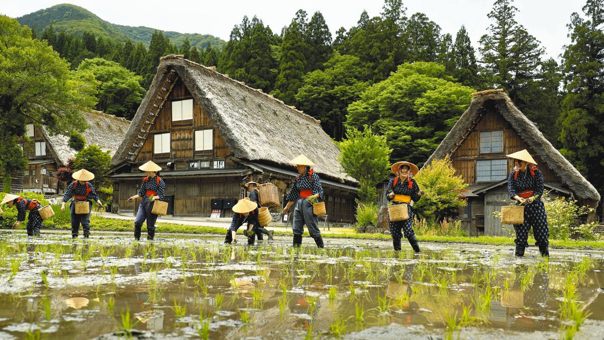 かつての日本の田園風景よみがえる 岐阜県白川村、合掌造り集落で